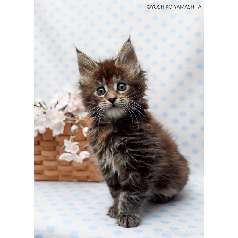 販売中の神奈川県のメインクーン-137474の5枚目