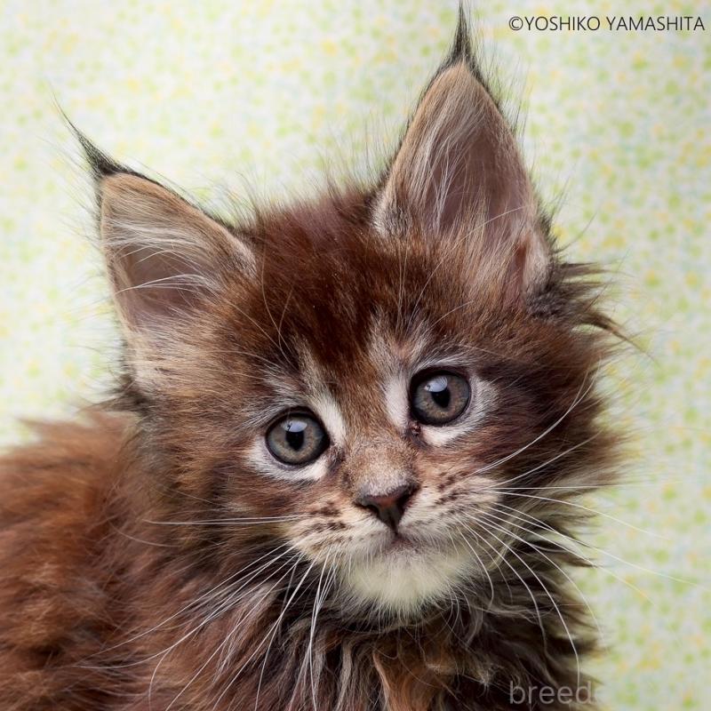 販売中の神奈川県のメインクーン-137474の4枚目