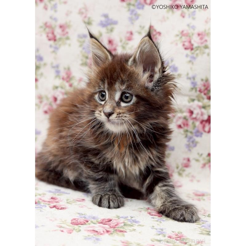 販売中の神奈川県のメインクーン-137474の3枚目