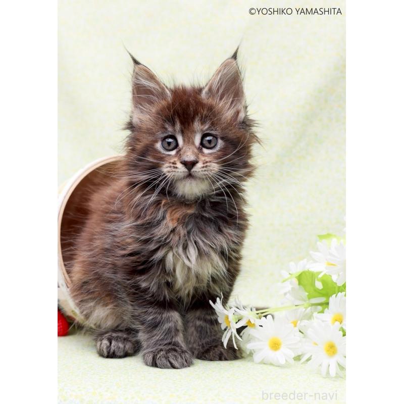 販売中の神奈川県のメインクーン-137474の2枚目