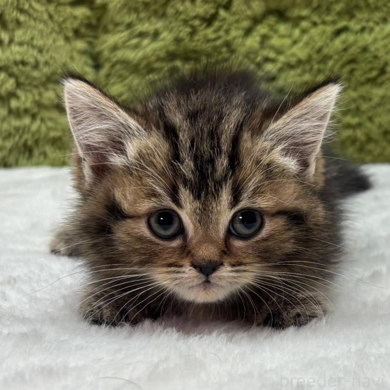 販売中の愛知県のマンチカン(短足)-137475の1枚目