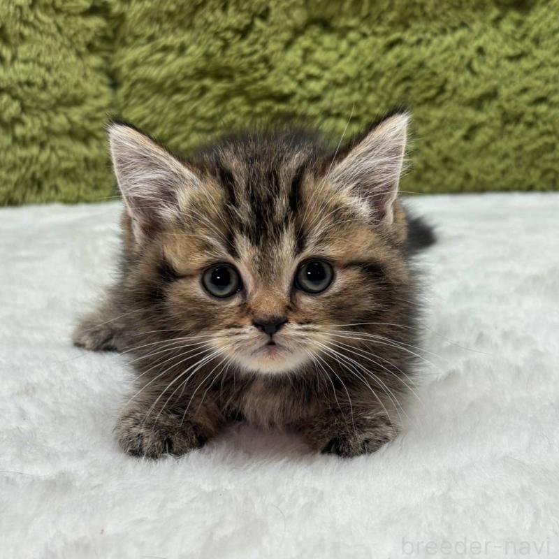 販売中の愛知県のマンチカン(短足)-137475の2枚目