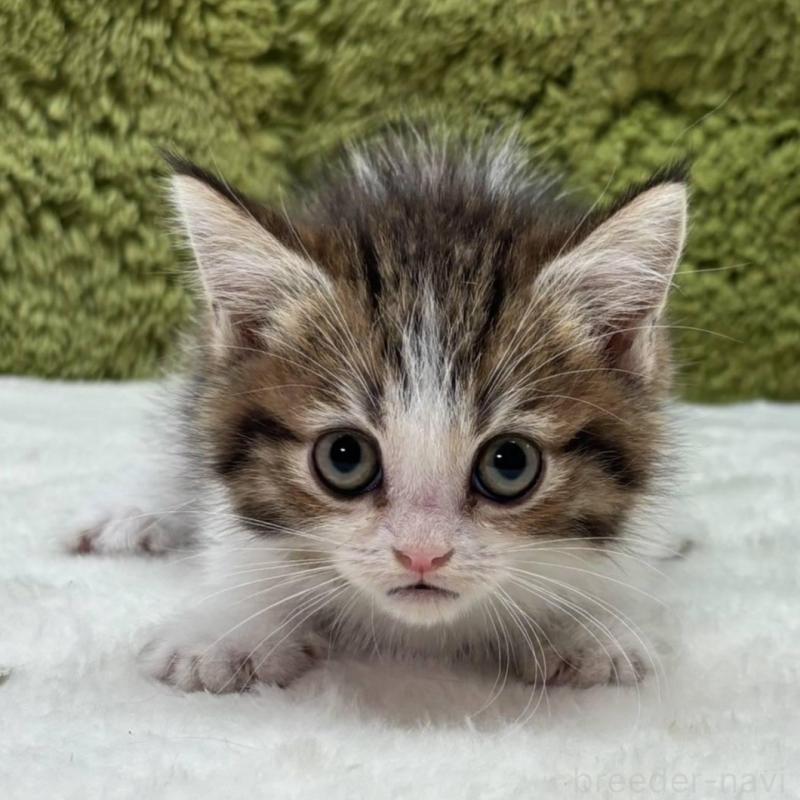 販売中の愛知県のマンチカン(短足)-137476の1枚目