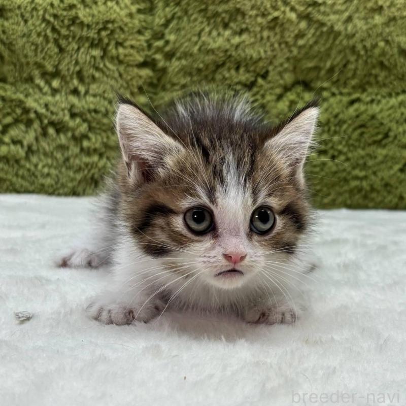 販売中の愛知県のマンチカン(短足)-137476の2枚目