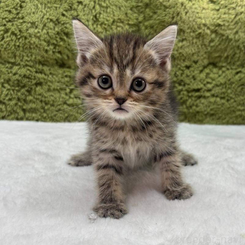 販売中の愛知県のマンチカン-137477の2枚目