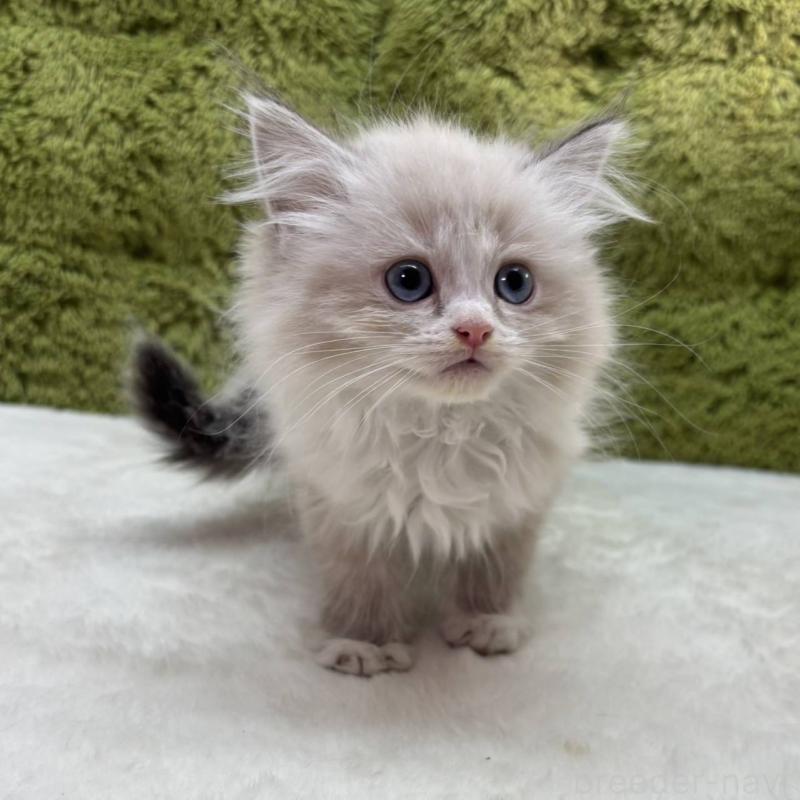 販売中の愛知県のマンチカン-137478の1枚目