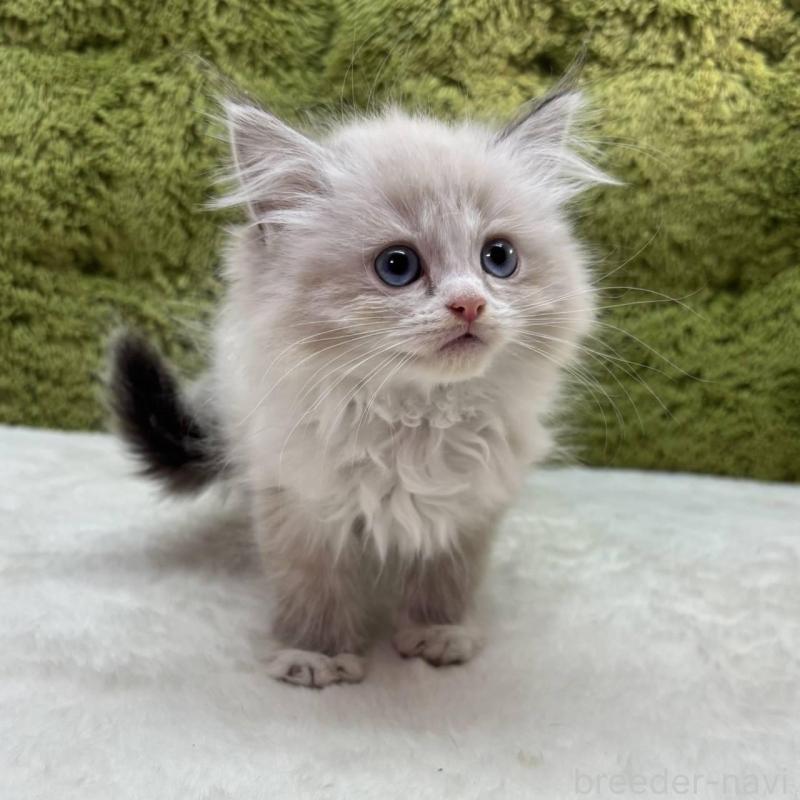 販売中の愛知県のマンチカン-137478の2枚目