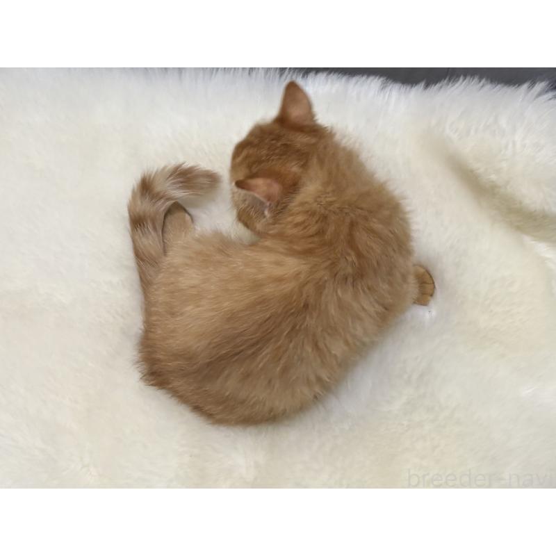 販売中の鹿児島県のエキゾチックショートヘア-133996の8枚目