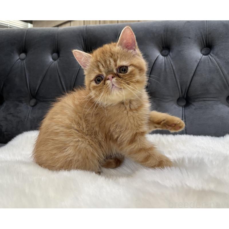 販売中の鹿児島県のエキゾチックショートヘア-133996の5枚目