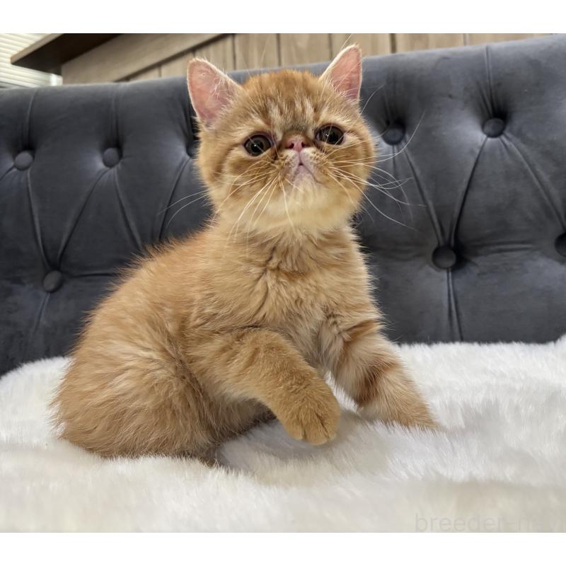 販売中の鹿児島県のエキゾチックショートヘア-133996の4枚目