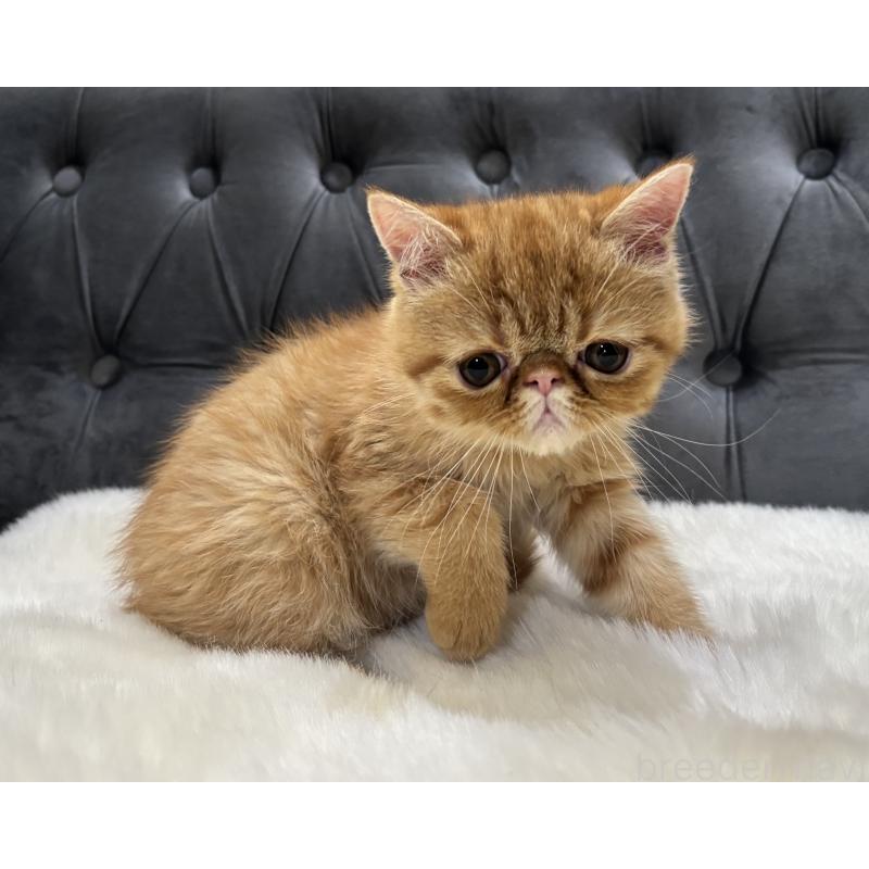 販売中の鹿児島県のエキゾチックショートヘア-133996の3枚目