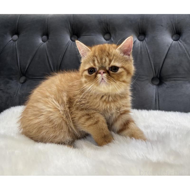 販売中の鹿児島県のエキゾチックショートヘア-133996の2枚目