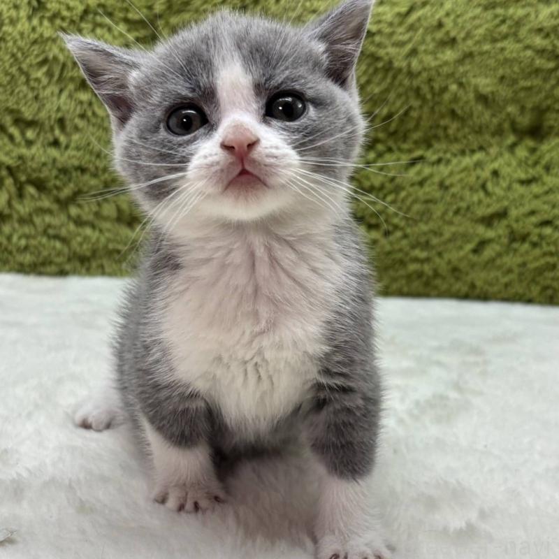 販売中の愛知県のブリティッシュショートヘア-137479の2枚目