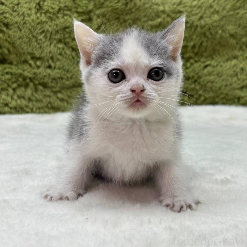 販売中の愛知県のブリティッシュショートヘア-137480の1枚目