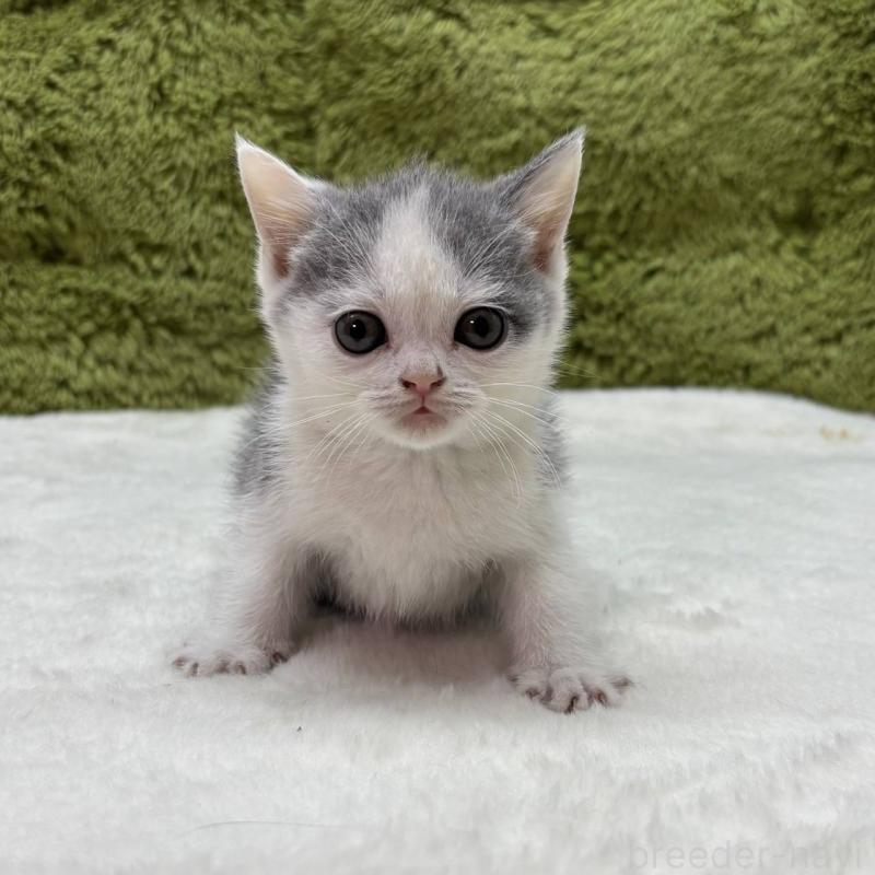 販売中の愛知県のブリティッシュショートヘア-137480の2枚目