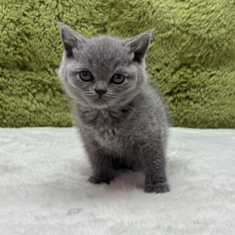 販売中の愛知県のブリティッシュショートヘア-137481の2枚目