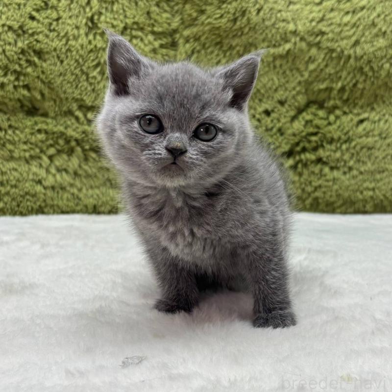 販売中の愛知県のブリティッシュショートヘア-137481