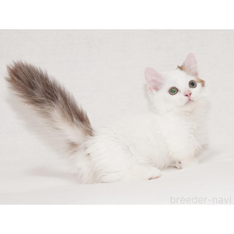 販売中の東京都のマンチカン(短足)-133723の25枚目