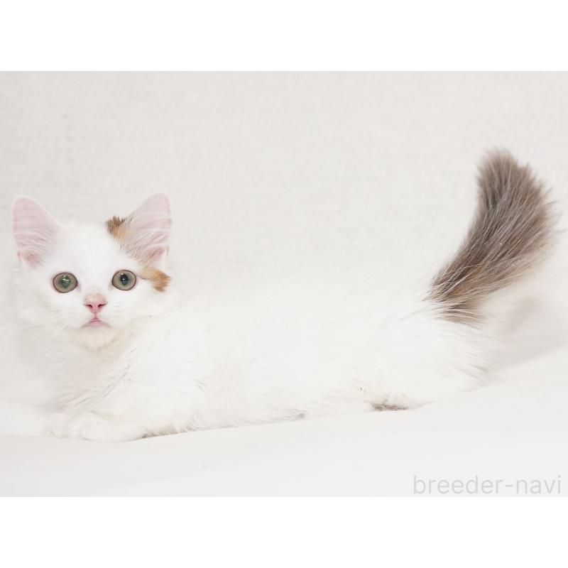 販売中の東京都のマンチカン(短足)-133723の24枚目