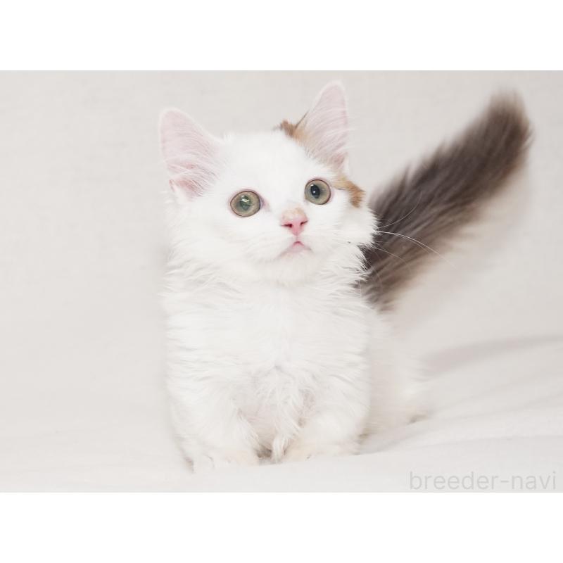 販売中の東京都のマンチカン(短足)-133723の23枚目