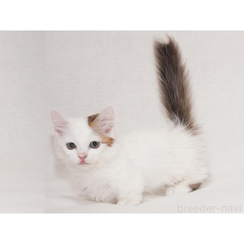 販売中の東京都のマンチカン(短足)-133723の22枚目