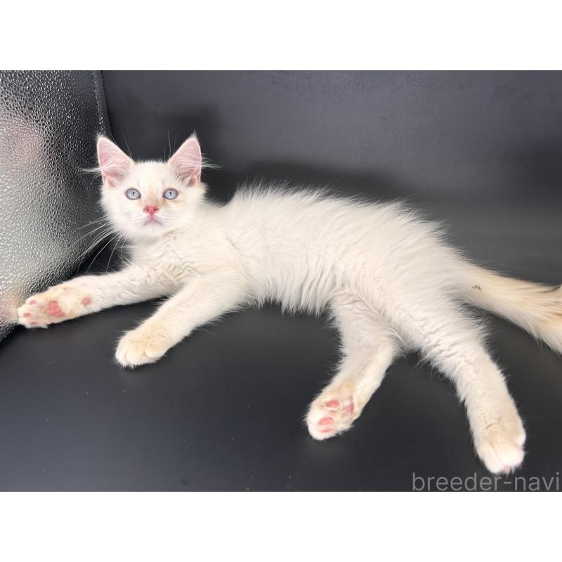 販売中の三重県のサイベリアン-137369の5枚目