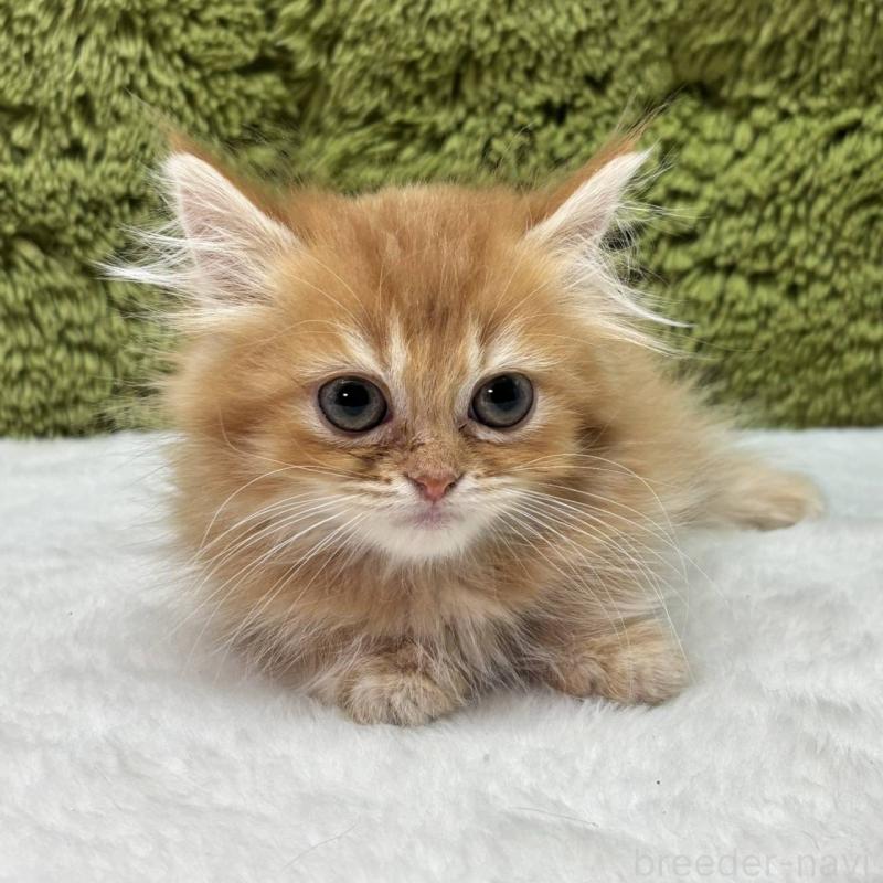 販売中の愛知県のマンチカン(短足)-137482の2枚目