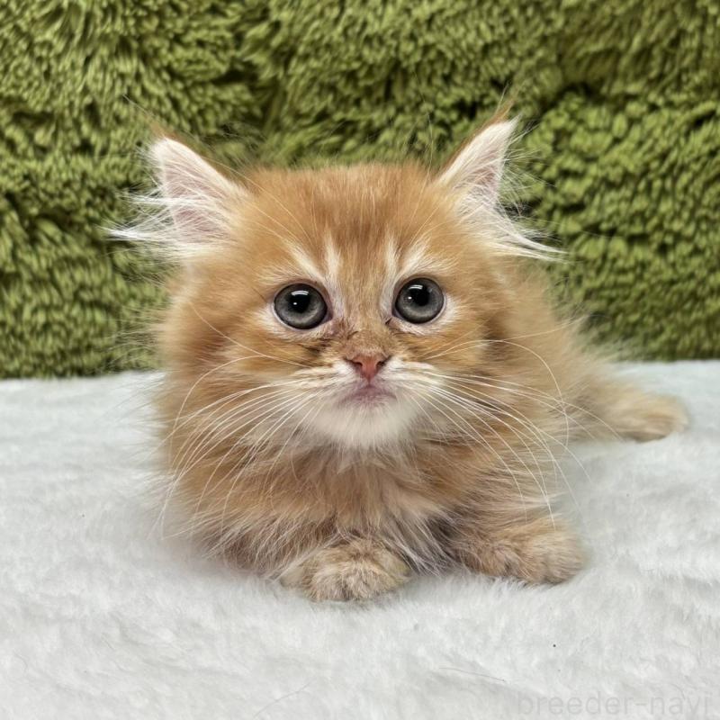 販売中の愛知県のマンチカン(短足)-137482