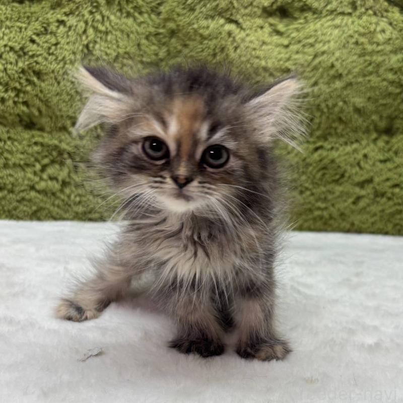 販売中の愛知県のマンチカン-137483の2枚目