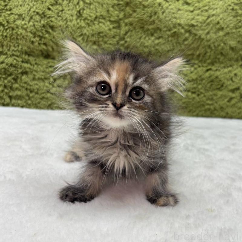 販売中の愛知県のマンチカン-137483