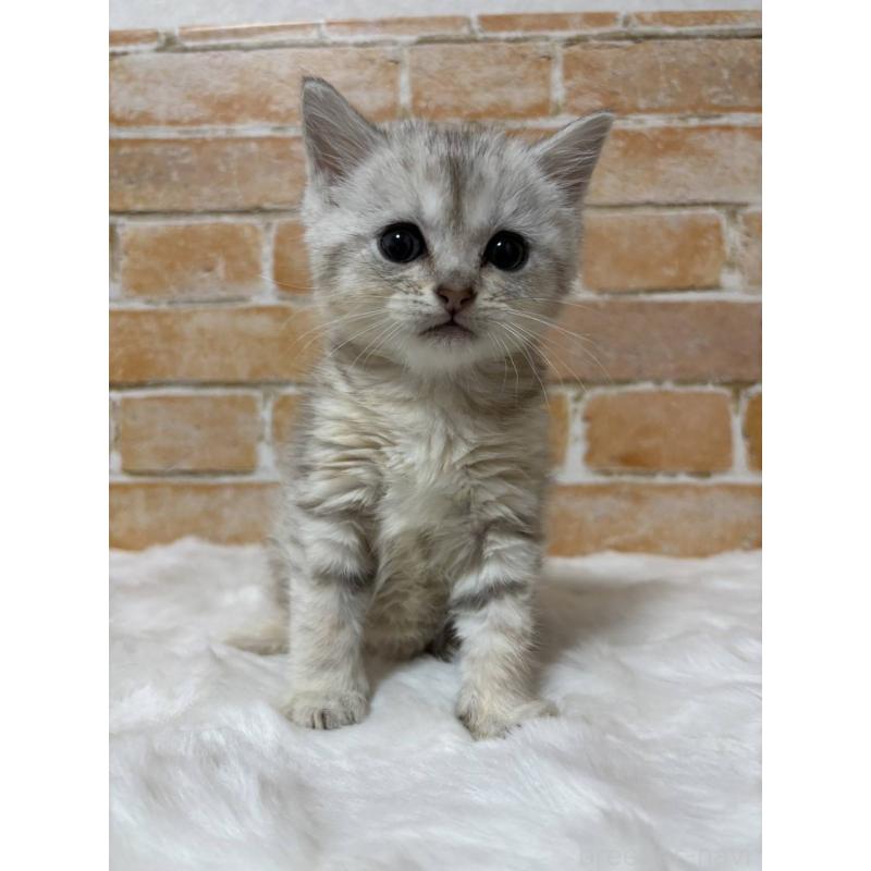 販売中の愛知県のマンチカン-137484の3枚目