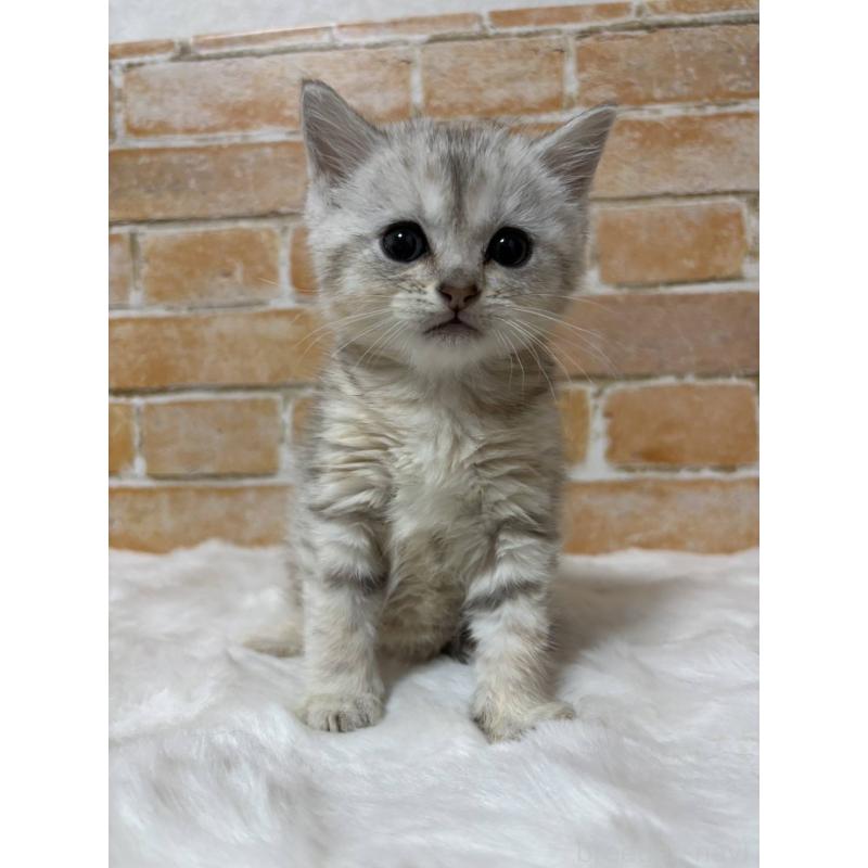 販売中の愛知県のマンチカン-137484の2枚目