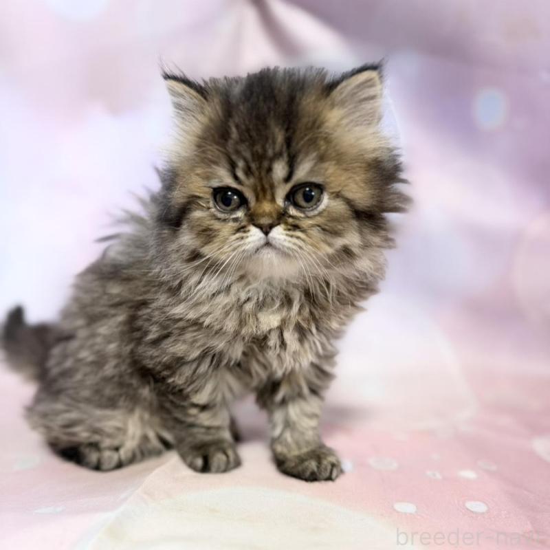 販売中の愛知県のペルシャ(チンチラ)-137485