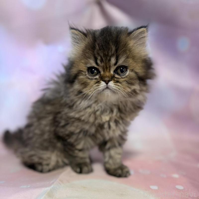 販売中の愛知県のペルシャ(チンチラ)-137485の5枚目