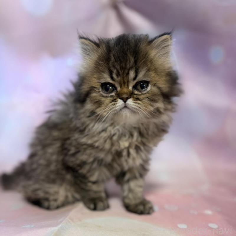 販売中の愛知県のペルシャ(チンチラ)-137485の4枚目