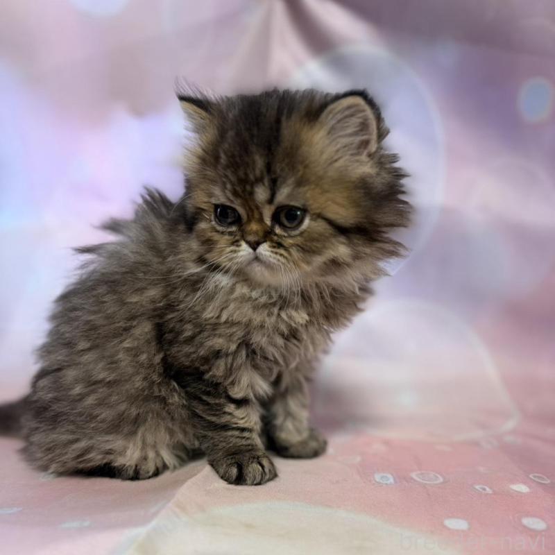 販売中の愛知県のペルシャ(チンチラ)-137485の3枚目