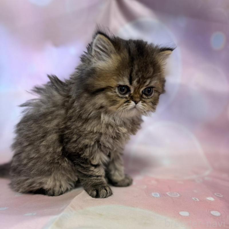 販売中の愛知県のペルシャ(チンチラ)-137485の2枚目