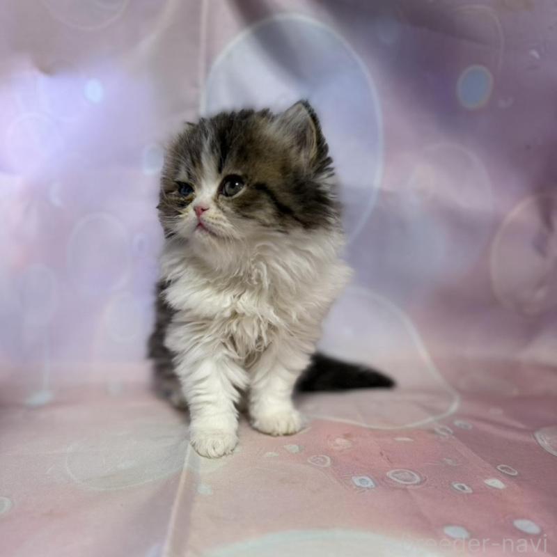 販売中の愛知県のペルシャ(チンチラ)-137486の1枚目