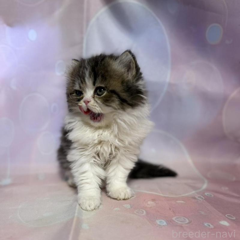 販売中の愛知県のペルシャ(チンチラ)-137486の3枚目