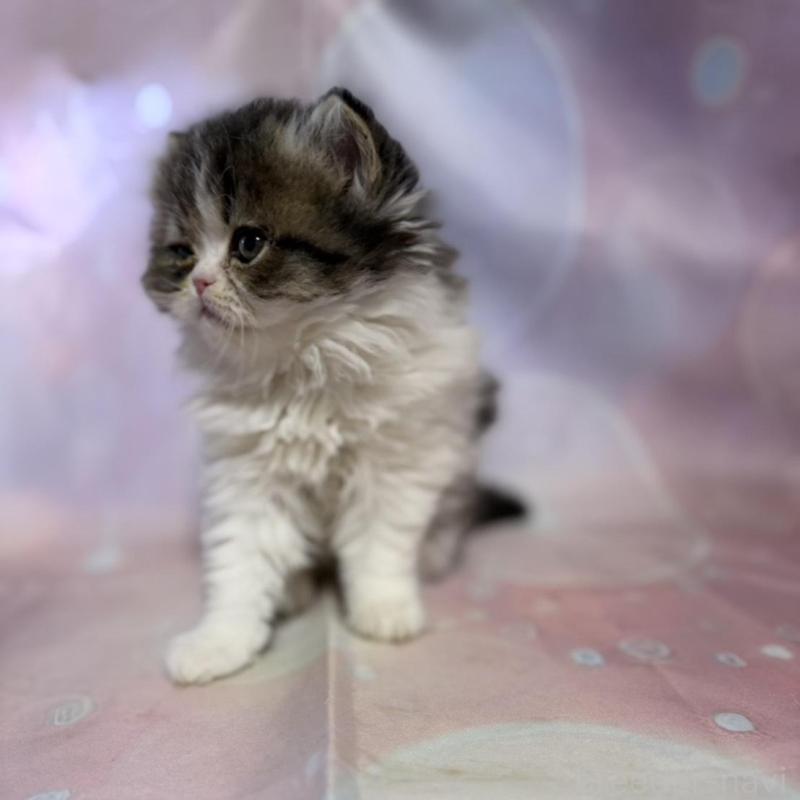 販売中の愛知県のペルシャ(チンチラ)-137486の2枚目