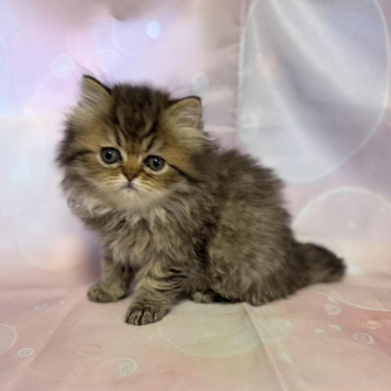 販売中の愛知県のペルシャ(チンチラ)-137487