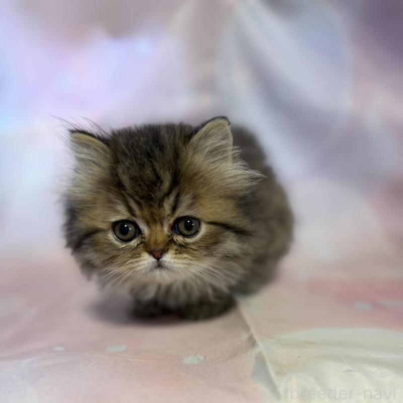 販売中の愛知県のペルシャ(チンチラ)-137487の5枚目