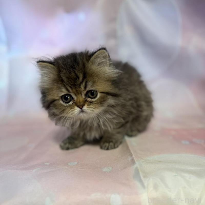 販売中の愛知県のペルシャ(チンチラ)-137487の4枚目