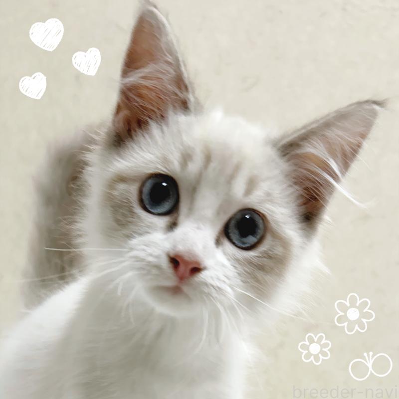 販売中の東京都のラグドール-137488の6枚目