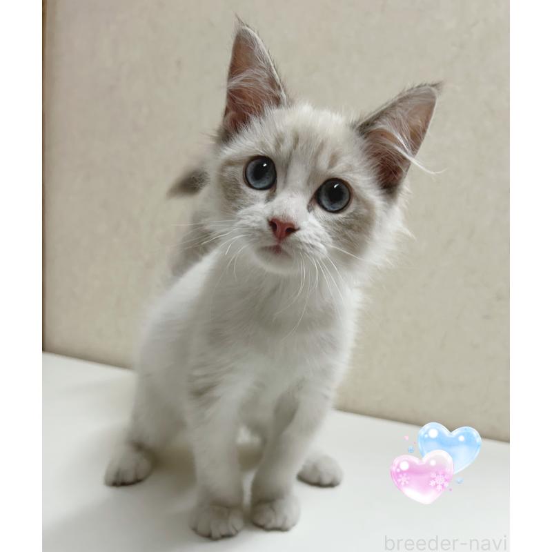 販売中の東京都のラグドール-137488の5枚目