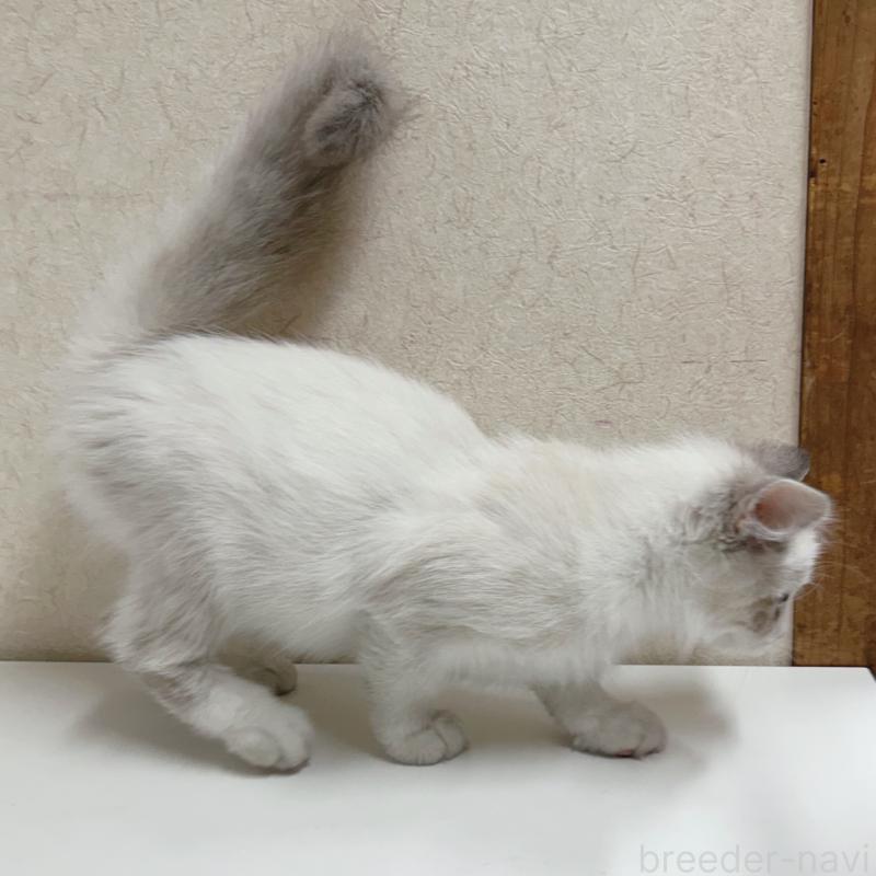 販売中の東京都のラグドール-137488の4枚目