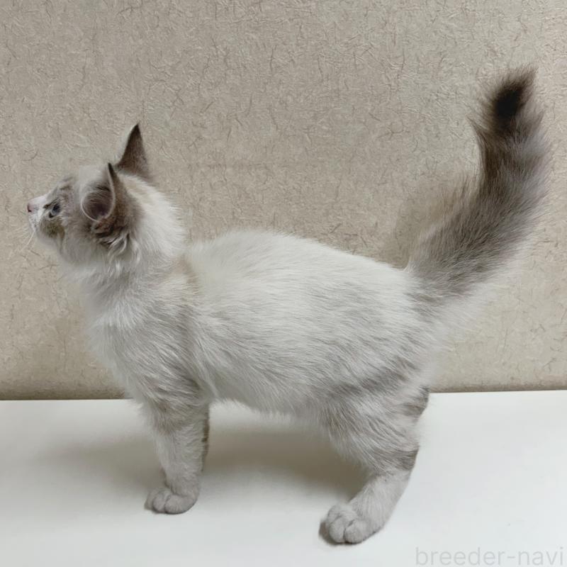 販売中の東京都のラグドール-137488の3枚目