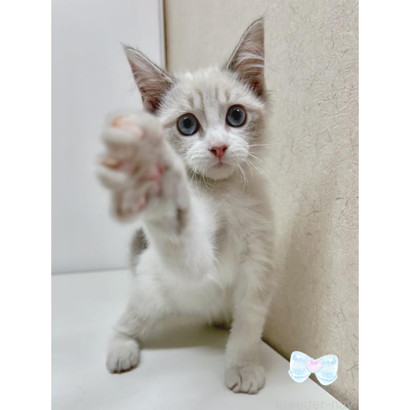 販売中の東京都のラグドール-137488の2枚目