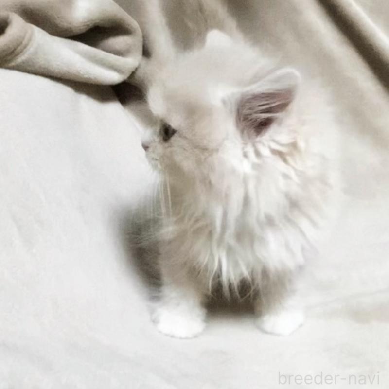 販売中の埼玉県のラガマフィン-137490の4枚目