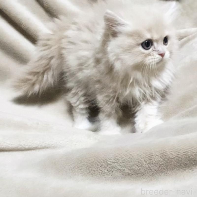 販売中の埼玉県のラガマフィン-137490の3枚目